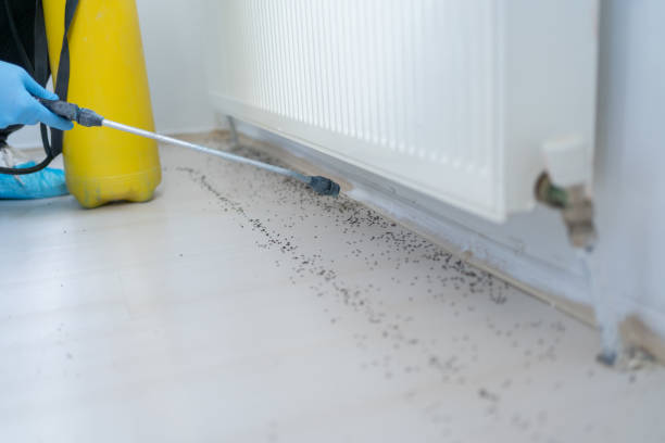 Best Affordable Pest Control Services  in East Honolulu, HI